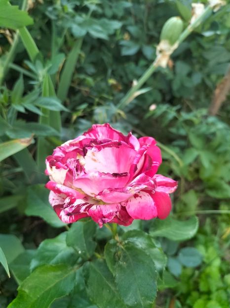 IMG20220621203833 - Iunie 2022 1