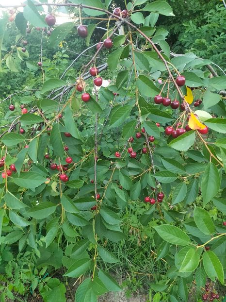 IMG20220621201019 - Iunie 2022 1