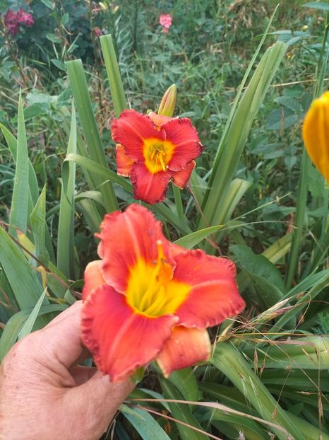 IMG20220621193023 - Iunie 2022 1