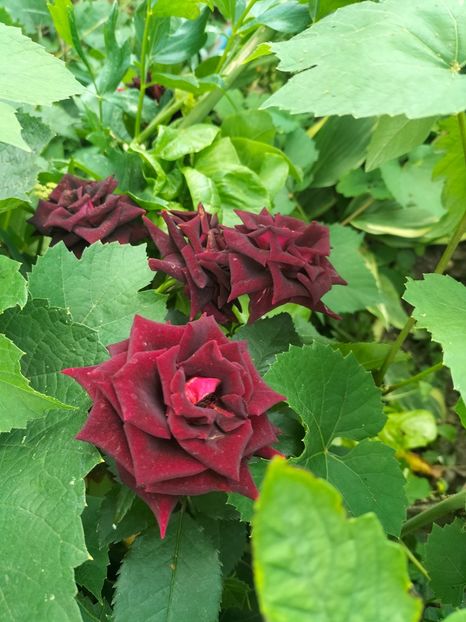 IMG20220621192928 - Iunie 2022 1