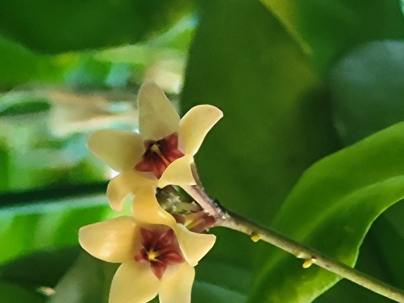  - Hoya Cutis porcelana