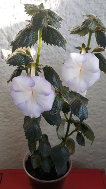  - 0001 2022 - Morning Drizzle