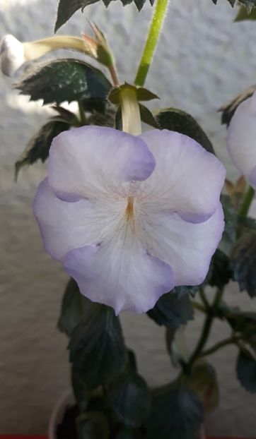  - 0001 2022 - Morning Drizzle