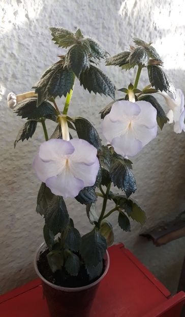  - 0001 2022 - Morning Drizzle