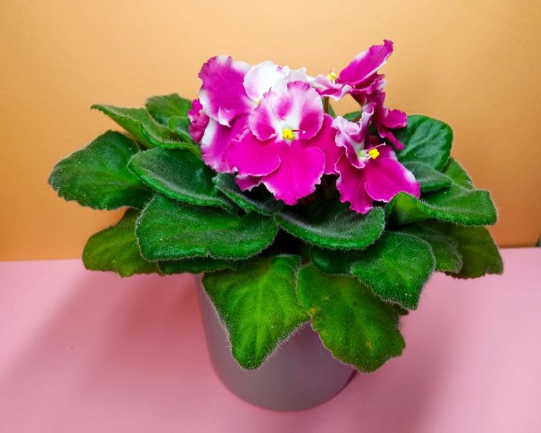  - Soiuri industriale-yyy