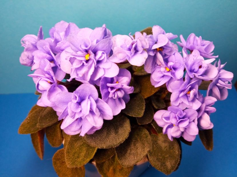  - Soiuri industriale-yyy