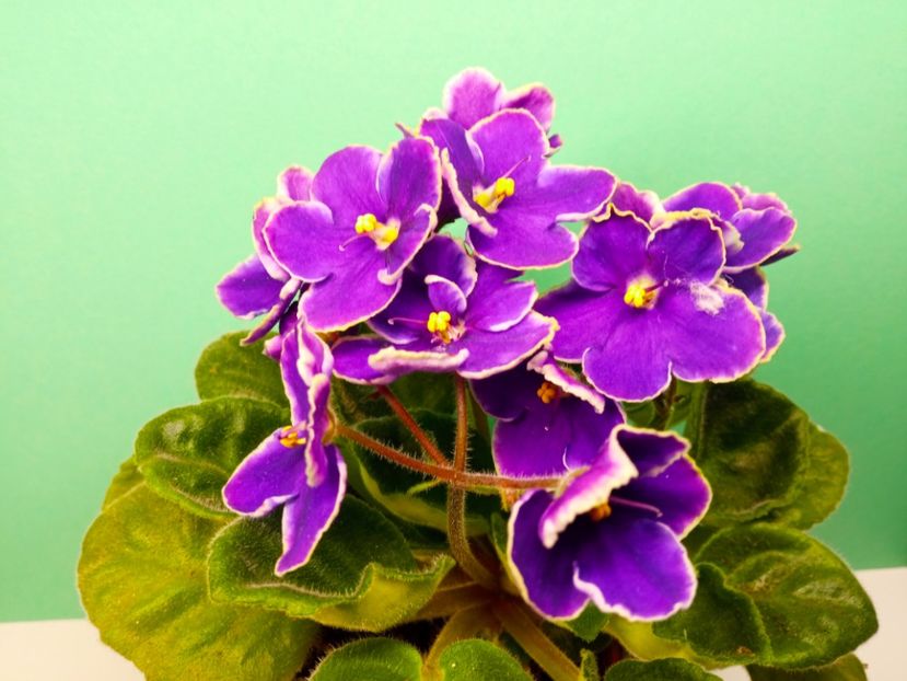  - Soiuri industriale-yyy