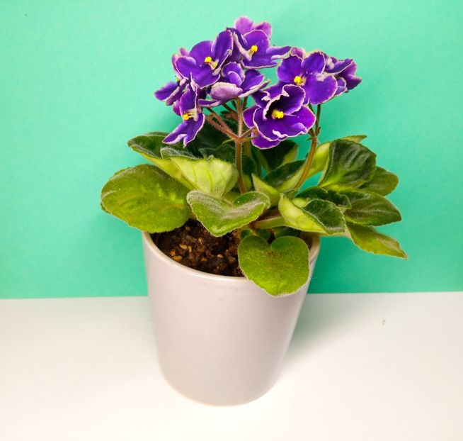  - Soiuri industriale-yyy