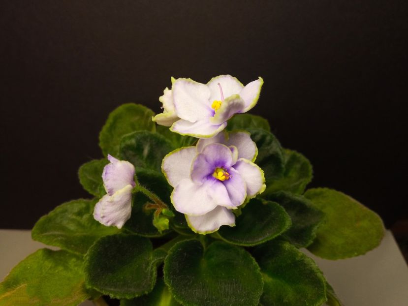  - Soiuri industriale-yyy