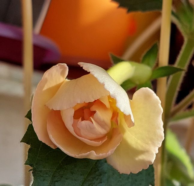  - YELLOW ENGLISH ROSE 2