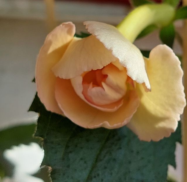  - YELLOW ENGLISH ROSE 2