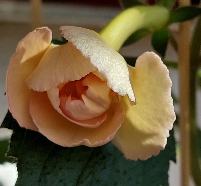  - YELLOW ENGLISH ROSE 2