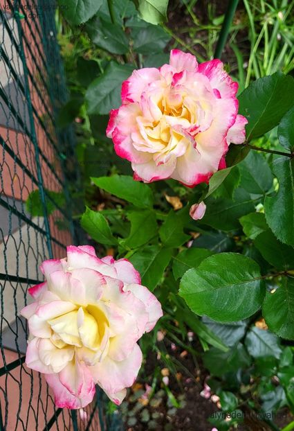 Double-Delight - Double-Delight