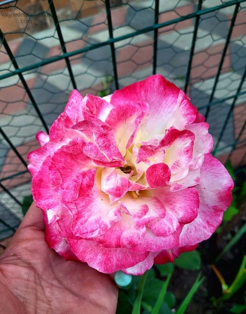 Double-Delight - Double-Delight