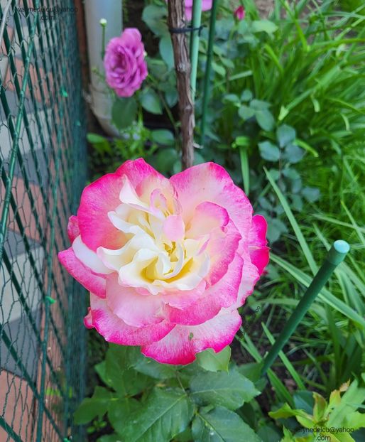 Double-Delight - Double-Delight