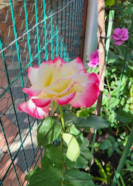 Double-Delight - Double-Delight