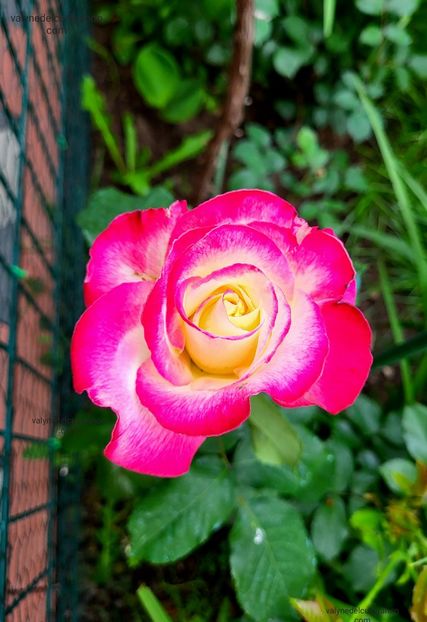 Double-Delight - Double-Delight