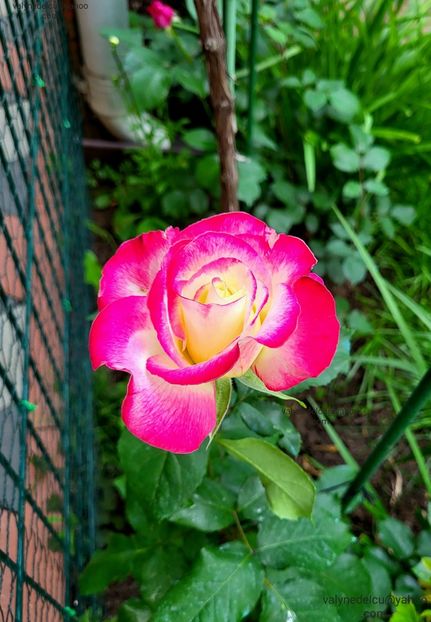 Double-Delight - Double-Delight