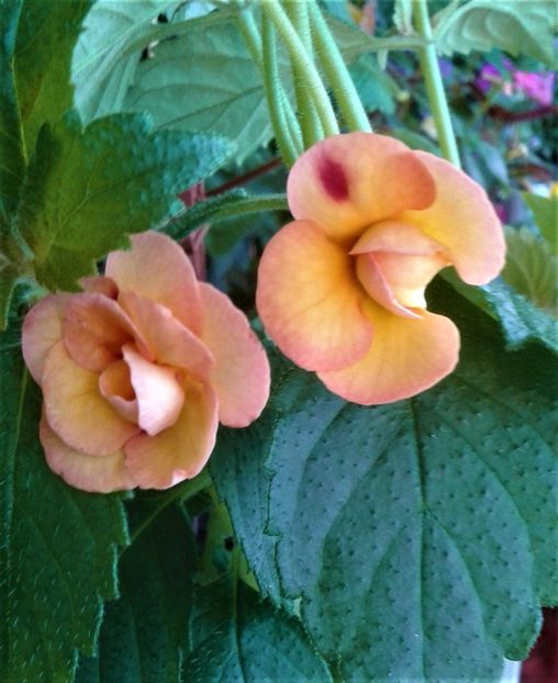  - 000013 ACHIMENES