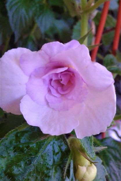  - 000013 ACHIMENES