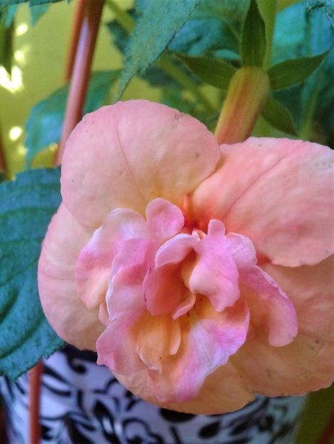  - 000013 ACHIMENES
