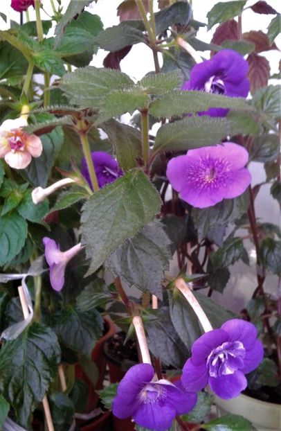  - 000013 ACHIMENES