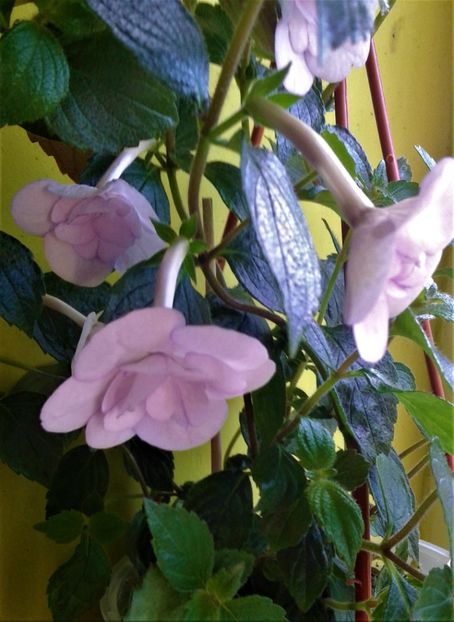  - 000013 ACHIMENES