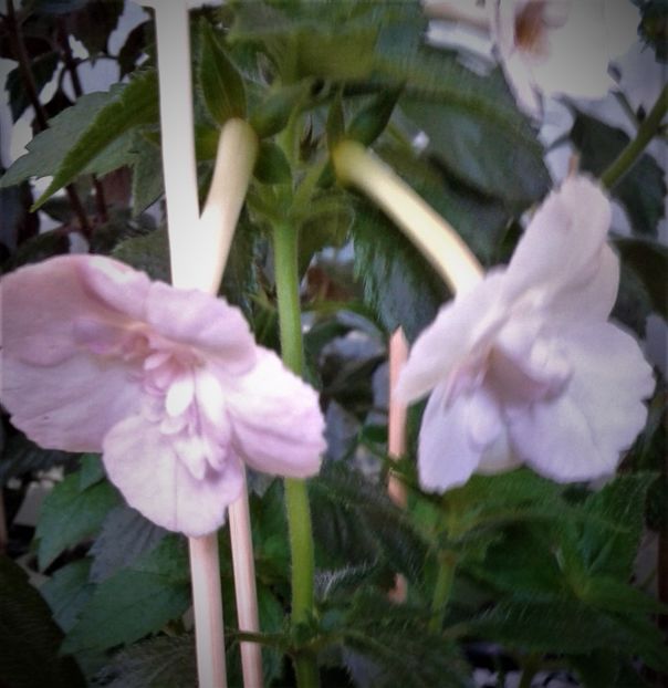  - 000013 ACHIMENES