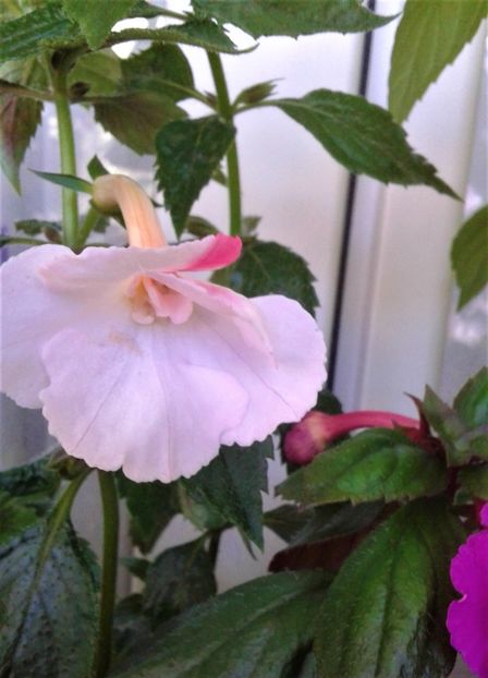  - 000013 ACHIMENES