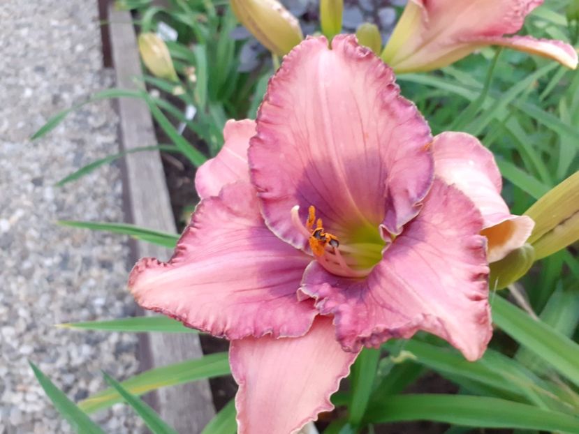  - Orchid Elegance