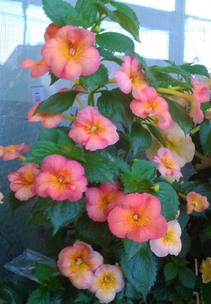  - 000013 ACHIMENES