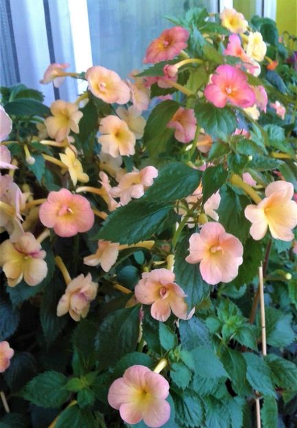  - 000013 ACHIMENES