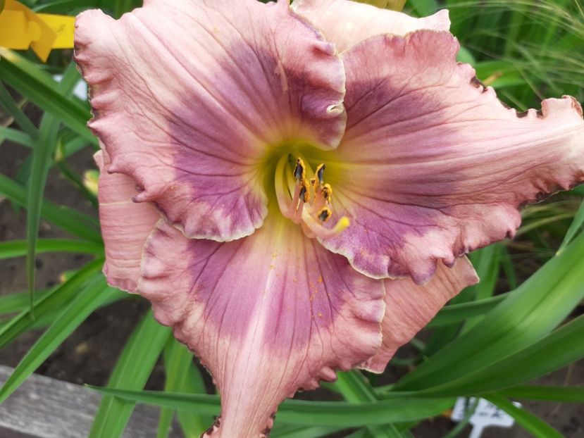  - Orchid Elegance