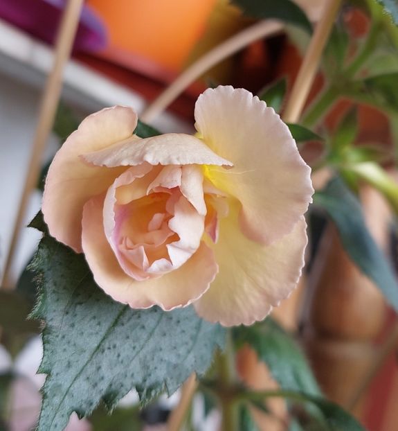  - YELLOW ENGLISH ROSE 2