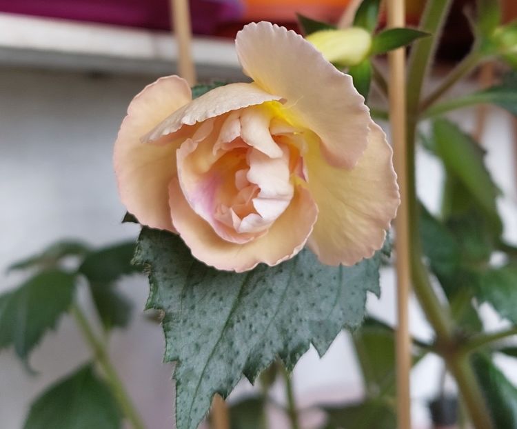  - YELLOW ENGLISH ROSE 2