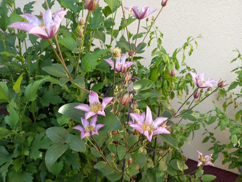 Clematis "Exciting" - Grădina 2022 continuare 2