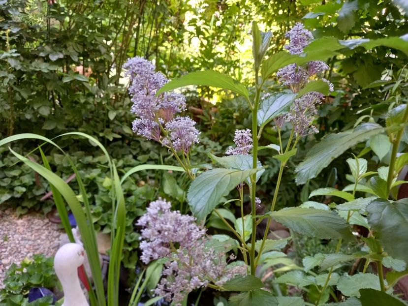 Ceanothus Concha - Grădina 2022 continuare 2