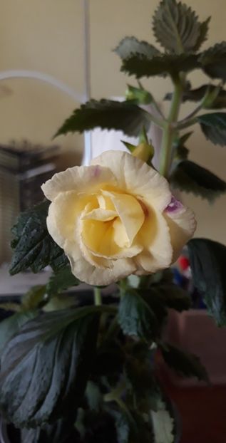  - 0001 2022 - GOLDEN BELLS xA