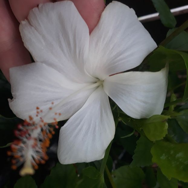 FIJI - Hibiscuși