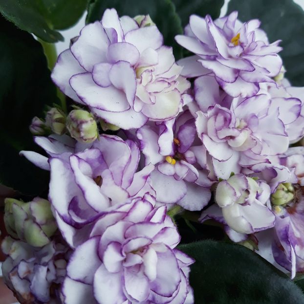  - Violete de Parma
