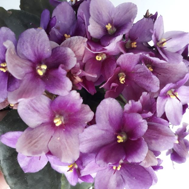  - Violete de Parma