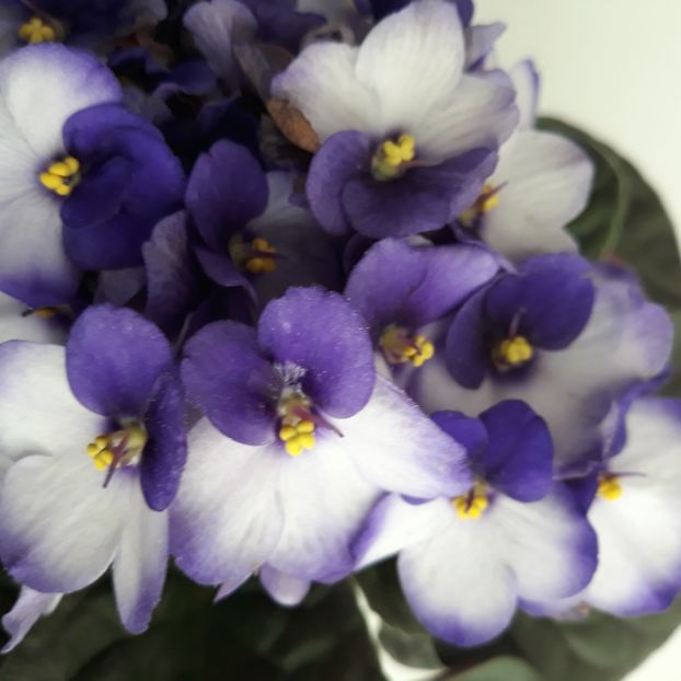  - Violete de Parma