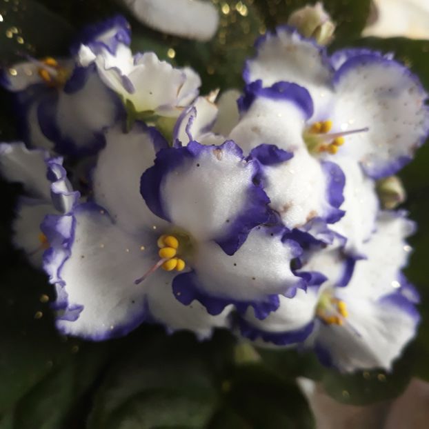  - Violete de Parma