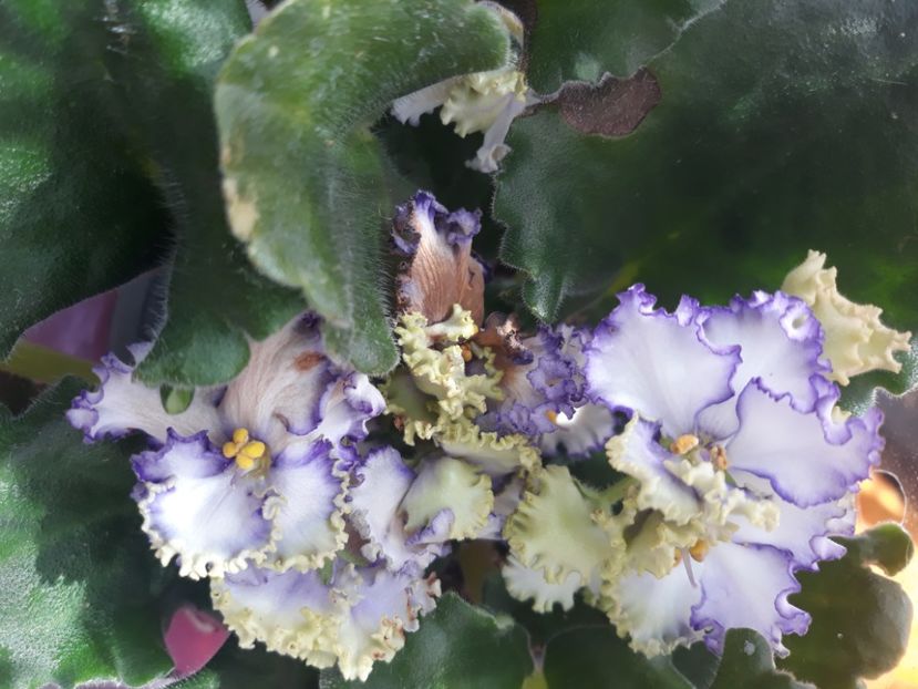  - Violete de Parma