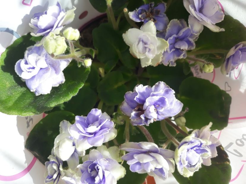  - Violete de Parma