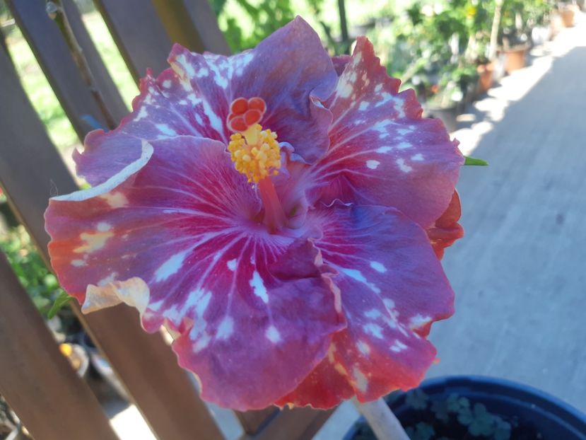  - Asia rosetti nebula