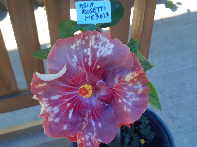  - Asia rosetti nebula