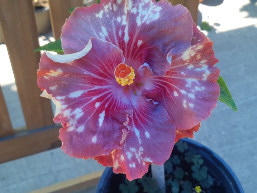  - Asia rosetti nebula