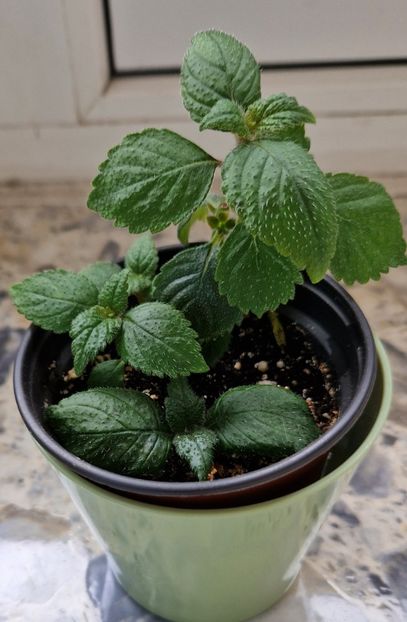  - Santiano Improved R