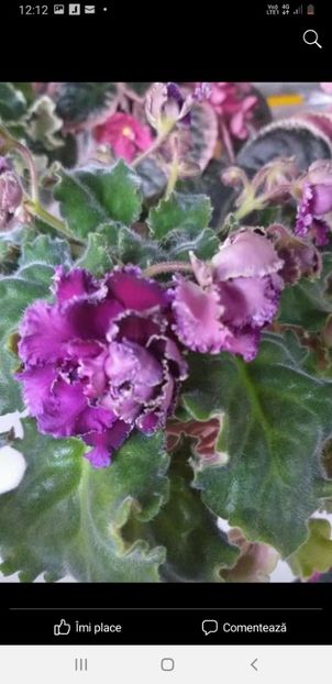  - Violete de colectie!